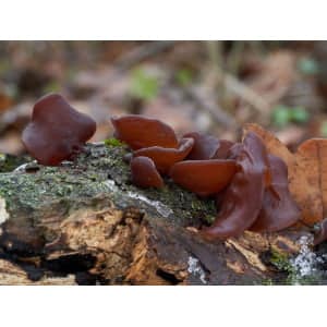 Chestnut (Pholiota adiposa) mushroom culture on agar plate features brown, ear-shaped fungi resembling mushrooms found on mossy, decaying logs with a blurred background of forest leaves and floor.