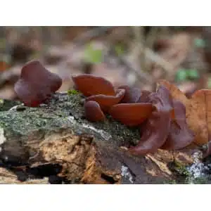 Chestnut (Pholiota adiposa) mushroom culture on agar plate features brown, ear-shaped fungi resembling mushrooms found on mossy, decaying logs with a blurred background of forest leaves and floor.