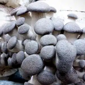 A Colonised Mushroom Culture On Agar Plate of Golden Wine Cap (Stropharia rugosoannulata var. lutea) displays expert cultivation, with densely packed, golden mushrooms featuring rounded caps and a soft, velvety texture.
