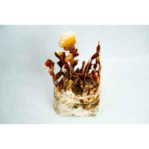 The Colonised Mushroom Culture on Agar Plate (Lion’s Mane Pride, Hericium erinaceus) features vibrant mycelium growth—ideal for mushroom enthusiasts interested in cultivating Lion’s Mane at home.