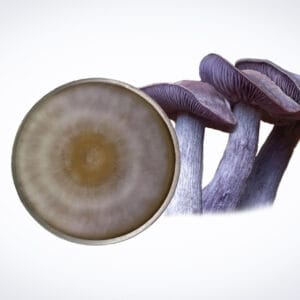 Three Wood Blewit mushrooms stand by a Colonised Mushroom Culture On Agar Plate (Clitocybe nuda) showing a radial spore print in brown and tan, all displayed on a white background—ideal for mushroom culture observation.