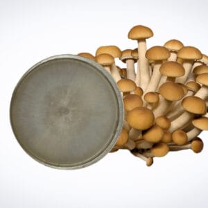 Colonised Mushroom Culture On Agar Plate | Swordbelt | Agrocybe aegerita is displayed with brown-capped mushrooms behind an agar plate showing fungal growth, all set against a plain white background.