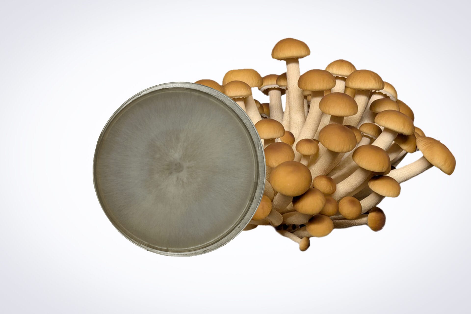 Colonized Mushroom Culture On Agar Plate | Swordbelt | Agrocybe aegerita 1 Colonised Mushroom Culture On Agar Plate | Swordbelt | Agrocybe aegerita is displayed with brown-capped mushrooms behind an agar plate showing fungal growth, all set against a plain white background.