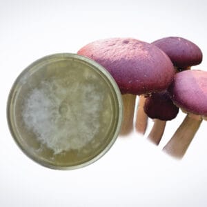 A Colonised Mushroom Culture On Agar Plate of Golden Wine Cap (Stropharia rugosoannulata var. lutea) with white mycelium is displayed next to four reddish-purple mushrooms with pale stems on a white background.