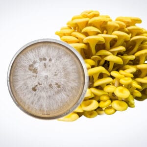 A cluster of Yellow Oyster mushrooms rests beside a Colonised Mushroom Culture On Agar Plate (Pleurotus citrinopileatus), both displayed on a plain white background.