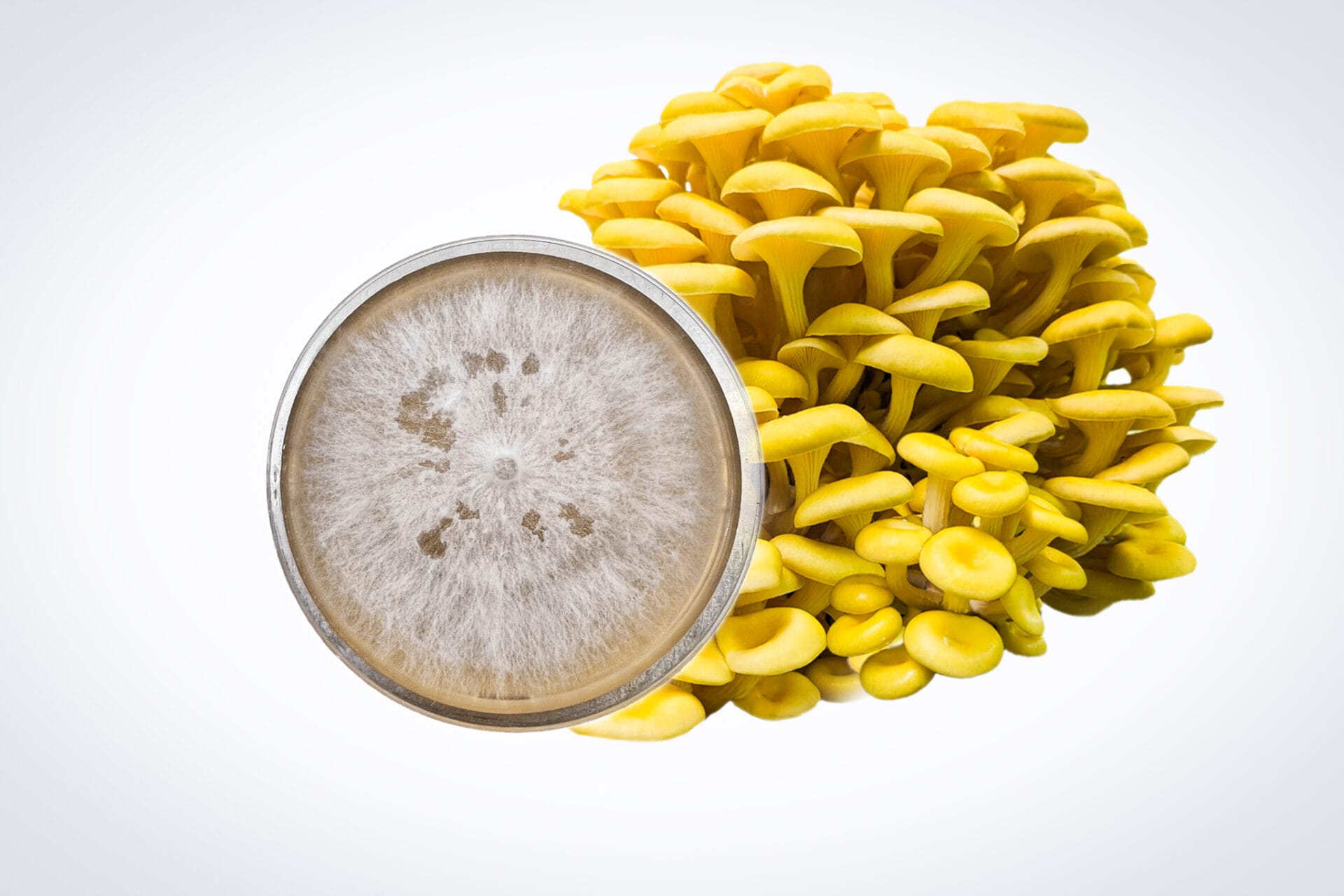 Colonized Mushroom Culture On Agar Plate | Yellow Oyster | Pleurotus citrinopileatus 1 A cluster of Yellow Oyster mushrooms rests beside a Colonised Mushroom Culture On Agar Plate (Pleurotus citrinopileatus), both displayed on a plain white background.
