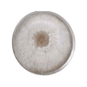 A Colonised Mushroom Culture On Agar Plate of Blue Pearl Oyster (Pleurotus columbinus) displays a round colony with white, fuzzy mould and a brownish centre, exhibiting the species' characteristic radiating growth pattern.
