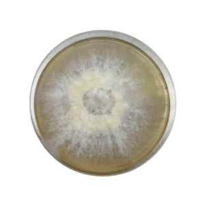 A Colonised Mushroom Culture On Agar Plate | Black King Oyster (Pleurotus ostreatus- hybrid) displays dense white fungal growth at the centre, fading to a lighter ring with radiating, fluffy texture on a yellowish agar medium.