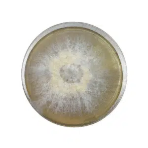 A Colonised Mushroom Culture On Agar Plate | Black King Oyster (Pleurotus ostreatus- hybrid) displays dense white fungal growth at the centre, fading to a lighter ring with radiating, fluffy texture on a yellowish agar medium.