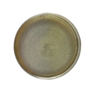Colonised Mushroom Culture On Agar Plate | Chestnut (Pholiota adiposa): Circular colony with a colour gradient from light yellow at the edge to a darker centre and fuzzy, radiating growth typical of mushroom cultures.