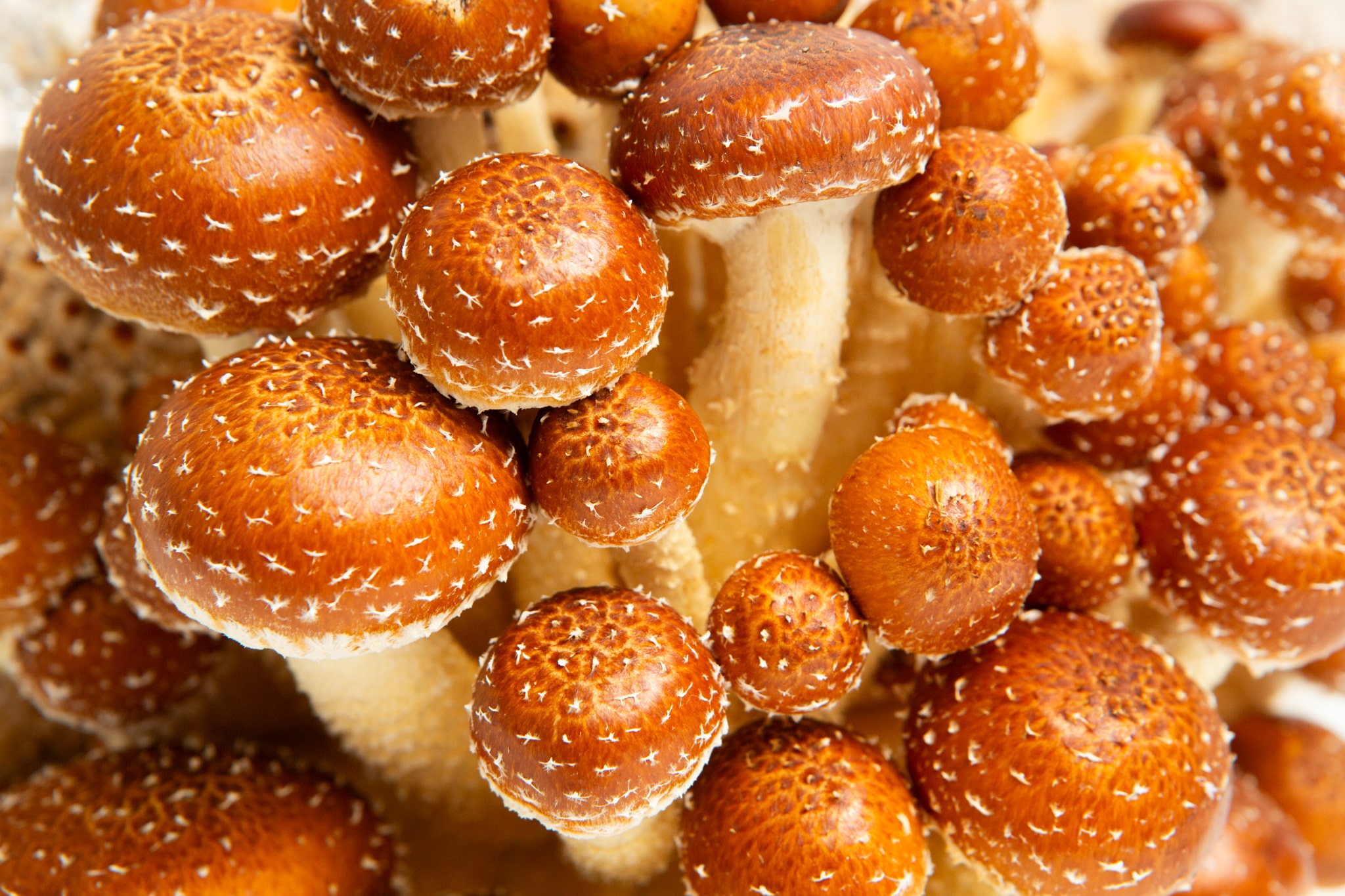 Mushroom Liquid Culture | Chestnut | Pholiota adiposa 3 A close-up of Chestnut mushrooms (Pholiota adiposa) with textured, speckled caps—perfect for enthusiasts of Mushroom Liquid Culture | Chestnut | Pholiota adiposa.
