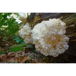 Colonised Mushroom Culture On Agar Plate (Straw Shiitake, Lentinula edodes) features white, coral-like fungal growth—ideal for mushroom cultivation enthusiasts seeking a premium culture to thrive and replicate in ideal conditions.