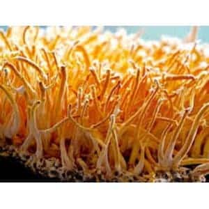Close-up view of densely packed, bright orange Cordyceps militaris fungal structures, cultivated for commercial use or as starter material for Mushroom Liquid Culture | Cordyceps militaris | Commercial.