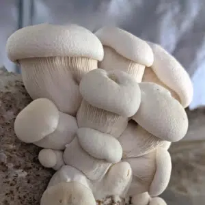 A close-up of Colonised Mushroom Culture On Agar Plate (Field Blewit | Clitocybe nuda) displays smooth caps and tightly spaced gills, highlighting thriving mushroom growth in a well-lit indoor setting.