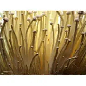 Close-up of densely packed, thin, light-coloured Snow White Oyster (Pleurotus ostreatus) mushrooms growing in a Colonised Mushroom Culture on Agar Plate.