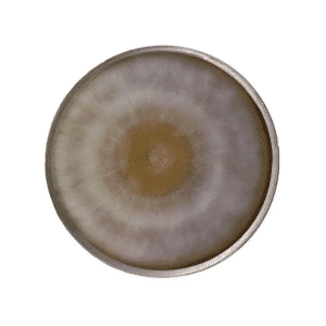 The Colonised Mushroom Culture On Agar Plate (Field Blewit | Clitocybe nuda) features a round petri dish with a mould colony displaying a circular gradient from brown in the centre to grey and white at the edges.