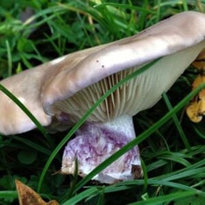 A light purple Blue Shimeji (Pleurotus ostreatus) mushroom with pale gills and a wavy cap grows among grass in this Colonised Mushroom Culture On Agar Plate.