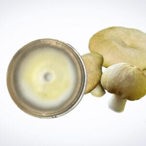 A group of pale, flat-capped mushrooms is shown beside a Colonised Mushroom Culture On Agar Plate of Golden Wine Cap (Stropharia rugosoannulata var. lutea), featuring a white fungal colony at the centre, all set against a plain white background.