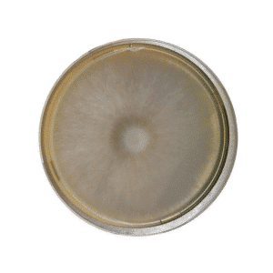 Viewed from above, the Colonised Mushroom Culture On Agar Plate (Ivory Shimeji | Hypsizygus tessulatus) shows a circular, fuzzy greyish colony with a denser centre and lighter edges against a white background.