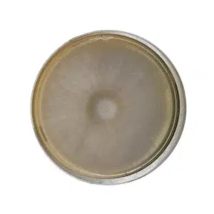 Viewed from above, the Colonised Mushroom Culture On Agar Plate (Ivory Shimeji | Hypsizygus tessulatus) shows a circular, fuzzy greyish colony with a denser centre and lighter edges against a white background.