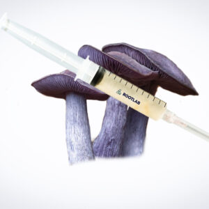 A close-up of a Mushroom Liquid Culture | Wood Blewit | Clitocybe nuda syringe placed horizontally in front of three purple Clitocybe nuda mushrooms, with a white gradient background.