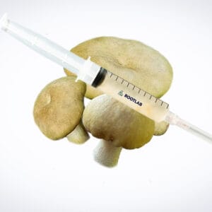 The Mushroom Liquid Culture | Wood Ear | Auricularia auricula-judae syringe is shown atop three Wood Ear mushrooms on a white background.