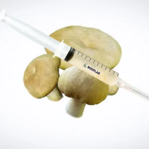 The Mushroom Liquid Culture | Wood Ear | Auricularia auricula-judae syringe is shown atop three Wood Ear mushrooms on a white background.
