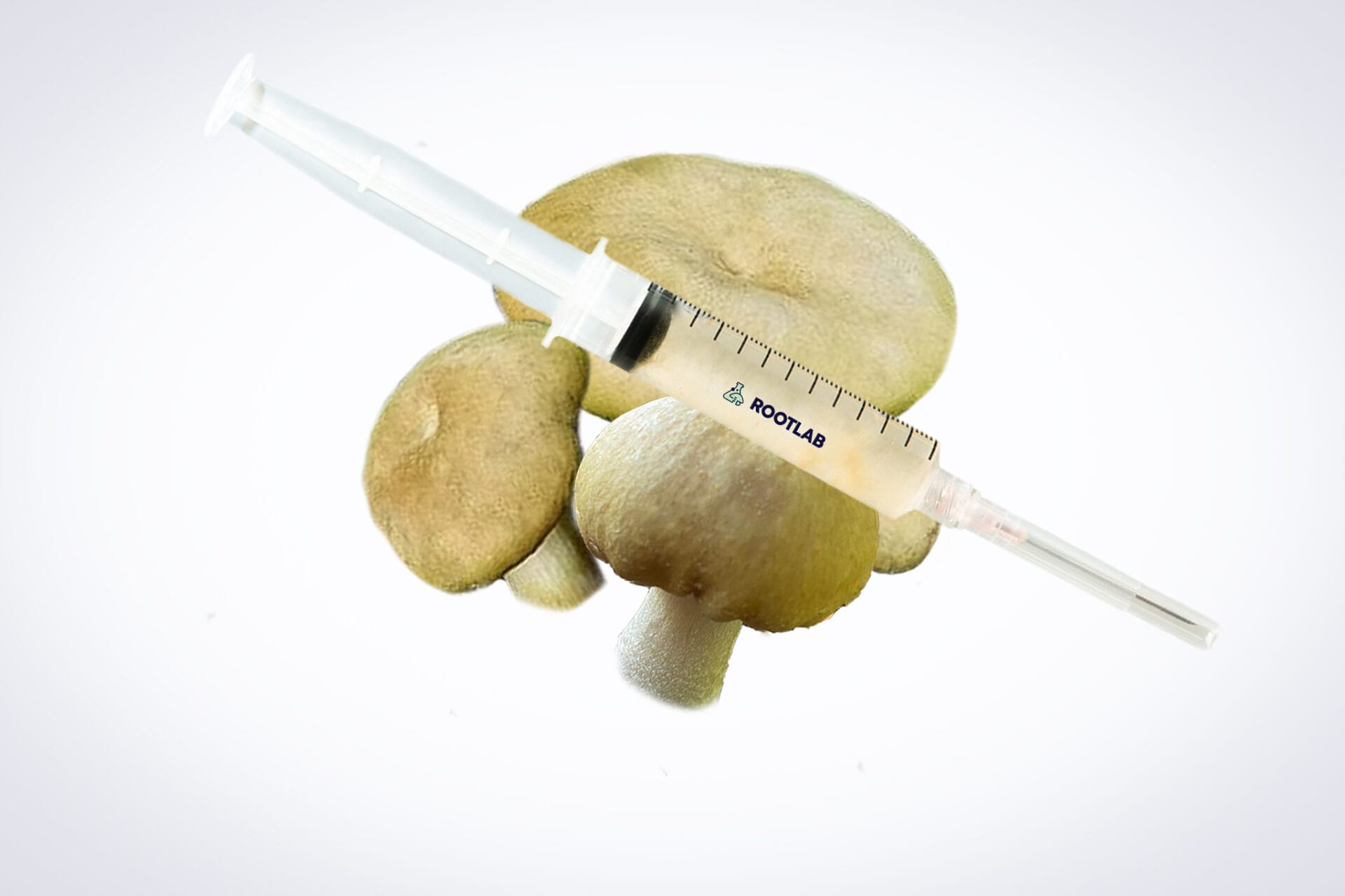 Mushroom Liquid Culture for Golden Wine Cap (Stropharia rugosoannulata var. lutea) Commercial 1 The Mushroom Liquid Culture | Wood Ear | Auricularia auricula-judae syringe is shown atop three Wood Ear mushrooms on a white background.