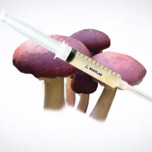 A syringe labelled PROLAB, filled with Mushroom Liquid Culture | Wood Ear | Auricularia auricula-judae, rests above several red-capped mushrooms on a white minimalistic background.