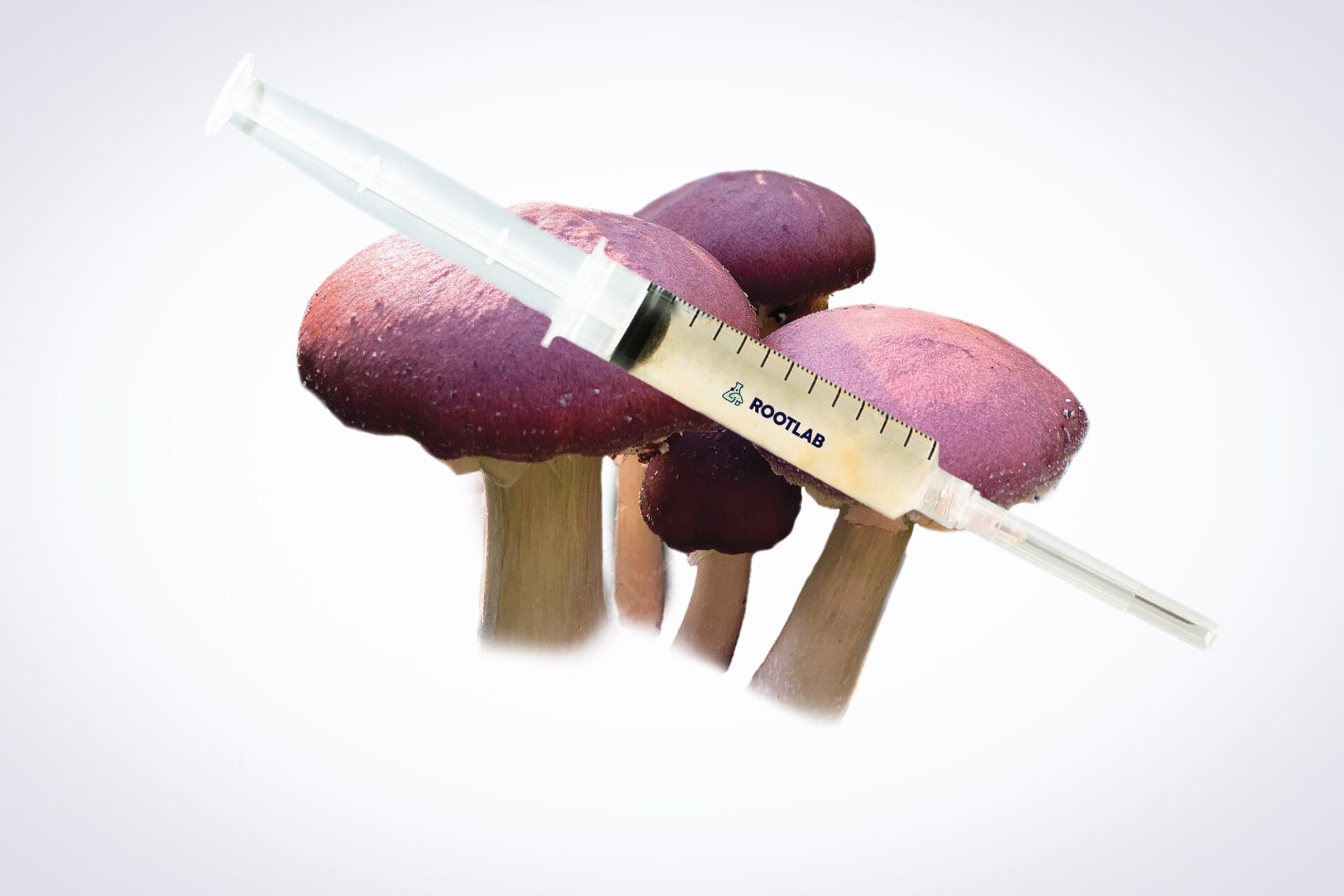 Mushroom Liquid Culture for Wine Cap Mushrooms (Stropharia rugosoannulata) 1 A syringe labelled PROLAB, filled with Mushroom Liquid Culture | Wood Ear | Auricularia auricula-judae, rests above several red-capped mushrooms on a white minimalistic background.