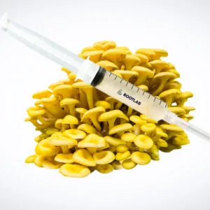 The Mushroom Liquid Culture | Yellow Oyster | Pleurotus citrinopileatus is shown in a clear syringe on a cluster of vibrant Yellow Oyster mushrooms, set against a white background.
