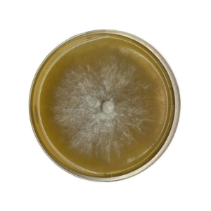 The Colonised Mushroom Culture On Agar Plate | Lion’s Mane Beard | Hericium erinaceus displays dense white central growth with fluffy, radiating edges on a yellow-tinted agar plate.
