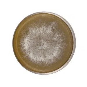 Colonised Mushroom Culture On Agar Plate | Lion’s Mane Pride features a dense, circular white Hericium erinaceus mushroom growing with a fuzzy, radiating pattern on yellowish-brown agar.