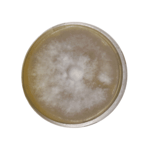 A Lion's Mane Dazzle (Hericium erinaceus) culture grows as a circular, white, fuzzy colony with diffuse edges on a yellow agar plate in this Colonised Mushroom Culture On Agar Plate product.