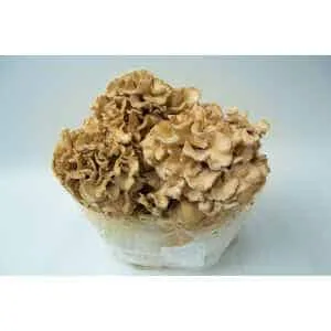 A Pink Oyster (Pleurotus djamor) colonised mushroom culture grows on an agar plate, highlighting the vibrant look celebrated in modern mushroom culture.