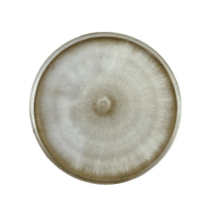 A round ceramic plate with a glazed finish and a concentric beige pattern, resembling the delicate colours of Colonised Mushroom Culture On Agar Plate | Nameko | Pholiota microspora, viewed from above.