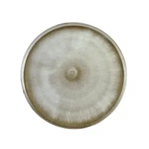 A round ceramic plate with a glazed finish and a concentric beige pattern, resembling the delicate colours of Colonised Mushroom Culture On Agar Plate | Nameko | Pholiota microspora, viewed from above.