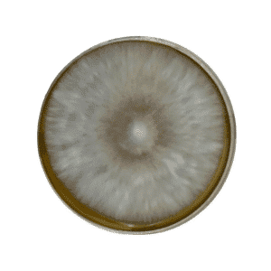Showcase your Pleurotus ostreatus dishes on this round ceramic plate, inspired by the subtle sheen and patterns of our Colonised Mushroom Culture On Agar Plate—Native Pearl Giant Oyster (Pleurotus ostreatus sapidus).