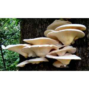 Colonised Mushroom Culture On Agar Plate (Maitake | Grifola frondosa) lets you grow this pale, fan-shaped mushroom at home—a striking example of natural mushroom cultivation.
