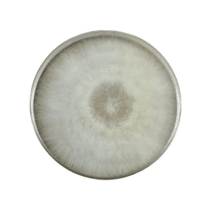 A round Agar Plate of Colonised Mushroom Culture | Princess of Pearl Oyster (Pleurotus ostreatus) shows a white, fluffy, circular mould colony with a darker centre and lighter edges, typical of this mushroom's growth.
