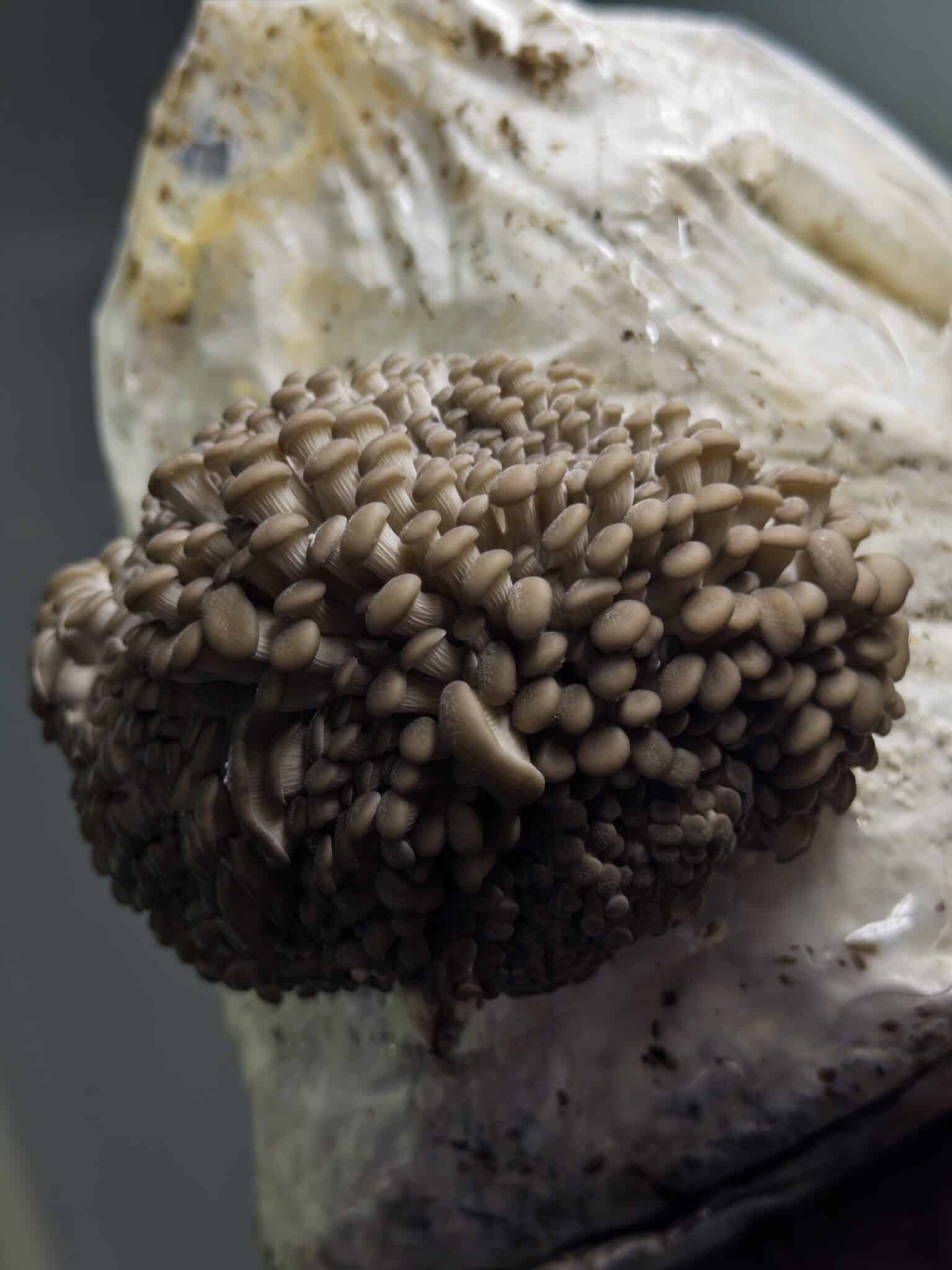 Colonized Mushroom Culture On Agar Plate | Princess of Pearl Oyster | Pleurotus ostreatus 3 A Colonised Mushroom Culture on Agar Plate (Princess of Pearl Oyster, Pleurotus ostreatus) features tightly packed brown oyster mushrooms at various growth stages, ideal for mushroom cultivation and culture.