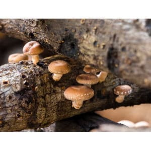 Several small Lion’s Mane Dazzle mushrooms (Hericium erinaceus) from the Colonised Mushroom Culture On Agar Plate are growing on rough, weathered branches in a natural outdoor setting.