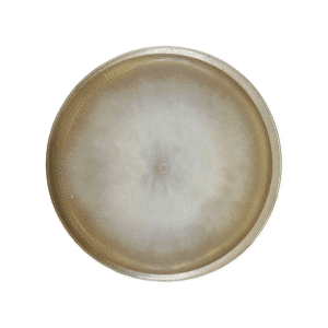 A smooth, glossy agar plate featuring colonised Coprinus comatus (Shaggy Mane) culture, with a gradient pattern that shifts from light grey at the centre to a brownish rim, evoking the mushroom’s delicate hues.