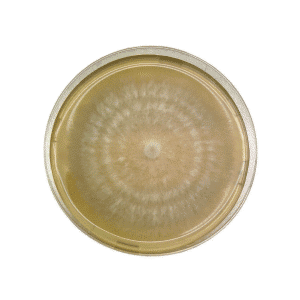 A Colonised Mushroom Culture On Agar Plate (Sajor Caju Oyster, Pleurotus sojor caju) displays a fuzzy, circular growth pattern on yellowish agar, expanding outward in concentric rings from the centre.