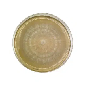 A Colonised Mushroom Culture On Agar Plate (Sajor Caju Oyster, Pleurotus sojor caju) displays a fuzzy, circular growth pattern on yellowish agar, expanding outward in concentric rings from the centre.