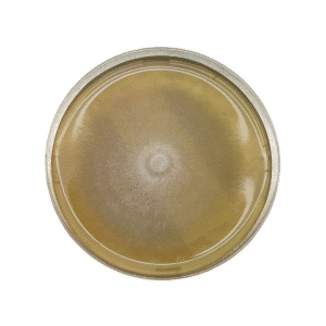 A Colonised Mushroom Culture On Agar Plate (Golden Enoki | Flammulina velutipes) shows a round colony at the centre of yellowish agar, with radial growth patterns typical of mushroom development.