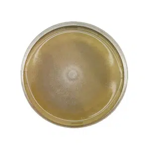 A Colonised Mushroom Culture On Agar Plate (Golden Enoki | Flammulina velutipes) shows a round colony at the centre of yellowish agar, with radial growth patterns typical of mushroom development.