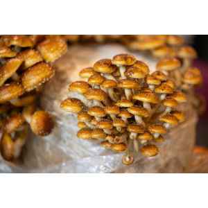 Chestnut mushrooms (Pholiota adiposa) with rounded, speckled caps and white stems flourish on a plastic-wrapped substrate—a beautiful yield from Mushroom Liquid Culture | Chestnut | Pholiota adiposa.