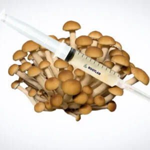 A filled PROFILAB Mushroom Liquid Culture | Swordbelt | Agrocybe aegerita syringe rests atop a cluster of brown Swordbelt mushrooms, set against a plain white background.