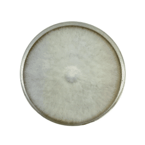 A Colonised Mushroom Culture On Agar Plate with Tan Oyster (Pleurotus ostreatus) forms a fuzzy white mould covering the agar surface evenly.